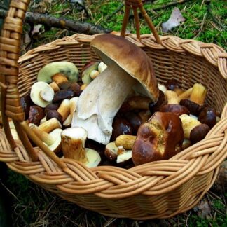 Champignon