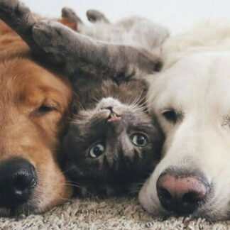 Animaux