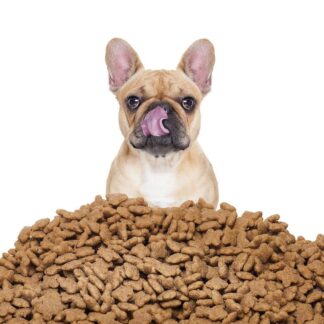 Chien